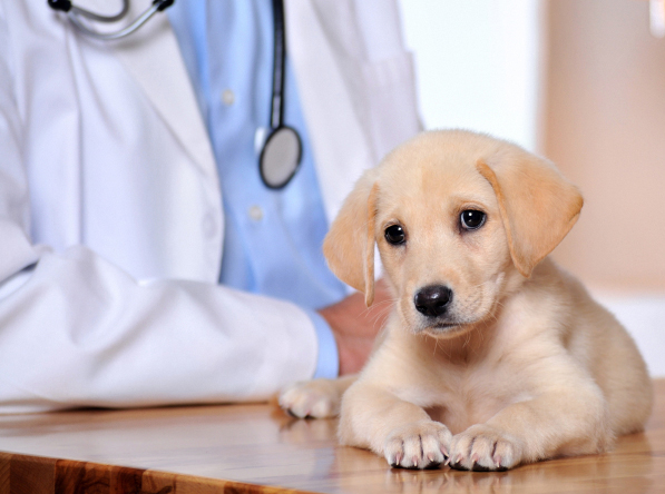 Avon, St Cloud, Albany, St Joseph, Holdingford,  MN. Pet Clinic Insurance