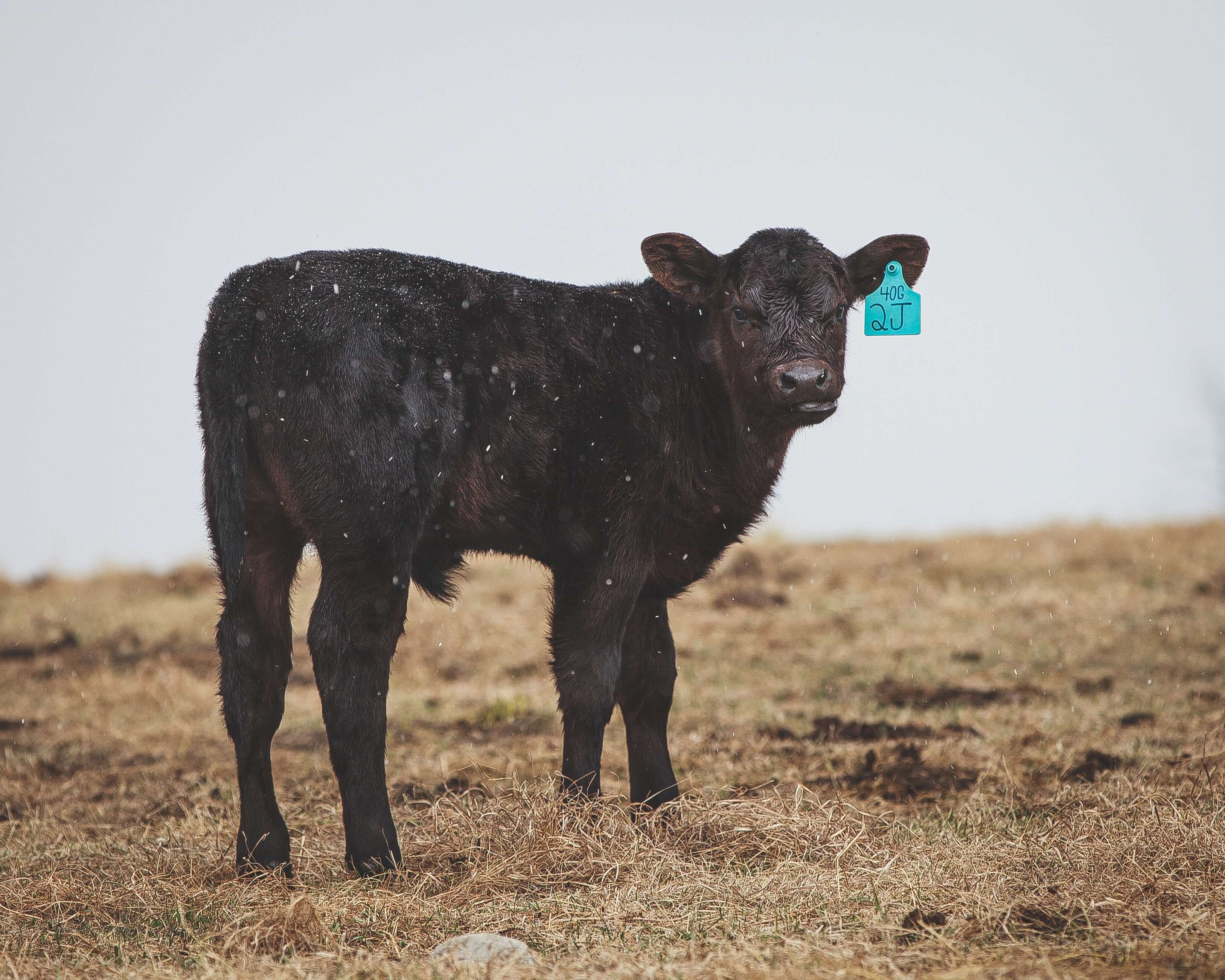 Avon, St Cloud, Albany, St Joseph, Holdingford,  MN. Farm Livestock Insurance