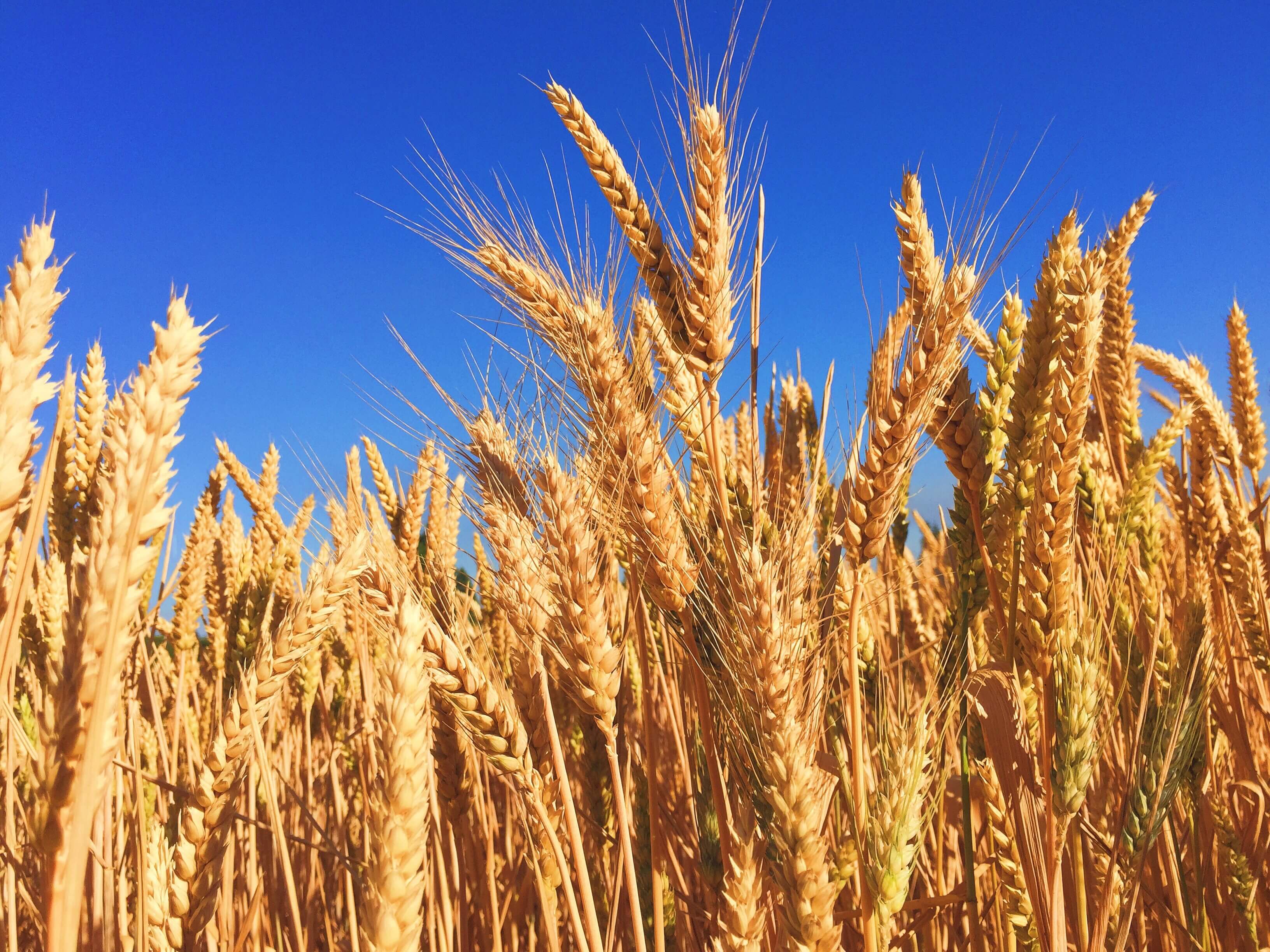 Avon, St Cloud, Albany, St Joseph, Holdingford,  MN. Crop Insurance